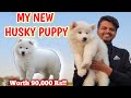 I bought my dream husky puppy   our new family member 