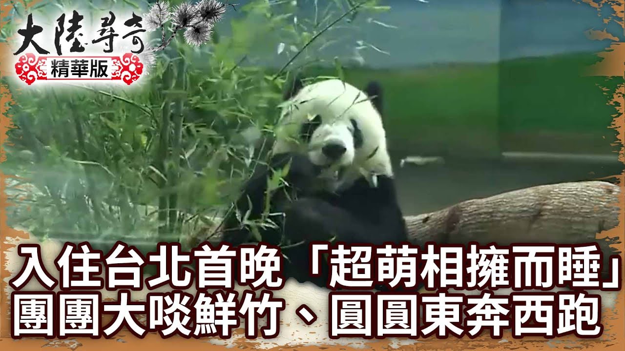 【團團離世回顧】入住台北首晚相擁而睡 超萌錄像！團團大啖鮮竹、圓圓東奔西跑【@ctvchinatv EP1283+1287】