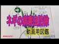 【ネギの病害虫図鑑】便利な解説付き♬　タネのハシモト