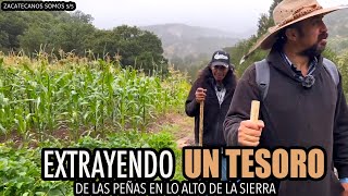 Visitamos LAS PEÑAS MÁS ALTAS DE LA SIERRA para extraer una raíz que solamente crece ahí 5/5