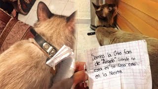 Cat Returns Home With Note On His Collar Revealing His Double Life by BazPaws 11,730 views 4 weeks ago 2 minutes, 45 seconds