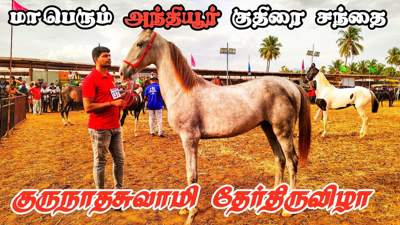 அந்தியூர் குதிரை சந்தை | குருநாதசுவாமி கோவில் தேர்திருவிழா | Anthiyur Horse Fair 2023 | Temple Fest