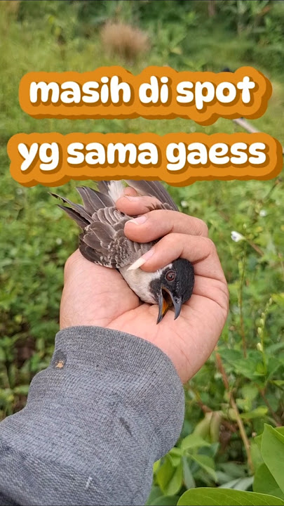 Pulutnya kurang bersahabat gaess #kicaumaniaindonesia #burung #kutilang #birds #pikatkutilang
