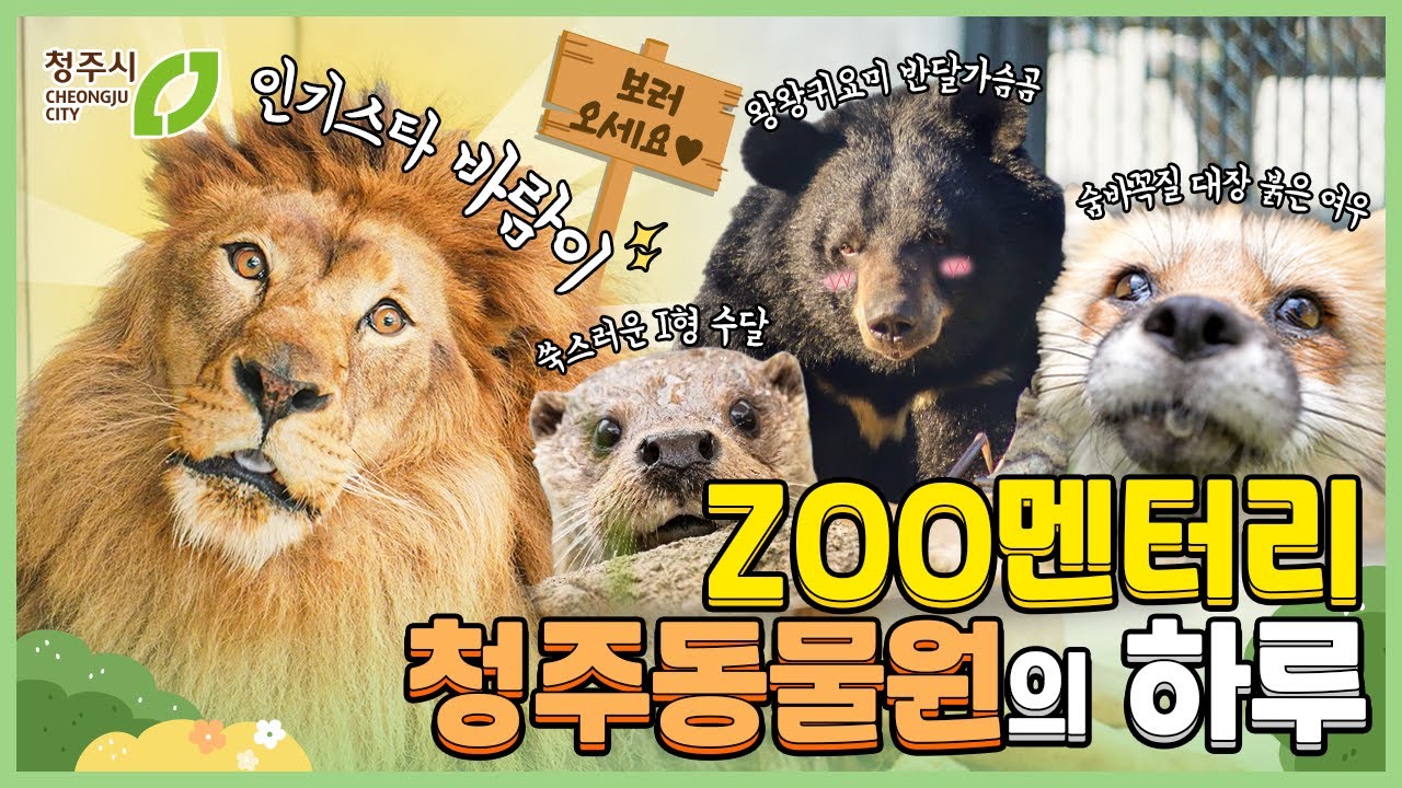사자 바람이, 친구들 떴다!  반달가슴곰, 붉은여우, 수달은 훈련 중!  ZOO멘터리