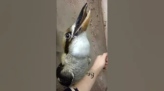 Laughing kookaburra