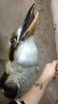 Laughing kookaburra