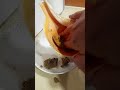 conch shell iuuwi q s pinas