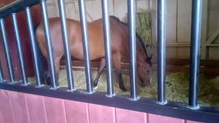 I saw the horse at Knott's berry farm