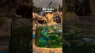 Lost between the forest greens and aquarium blues 🌿🐠 Beautiful Forest✨#bassproshop #shortsfeed