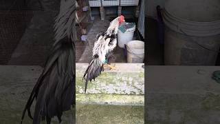 white Java haasil roster #chicken #assel #birds #aseelmurga #chickenshop