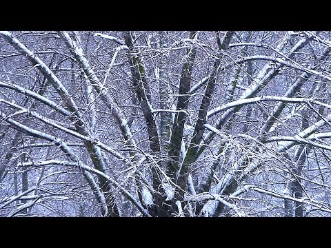 Футаж Крещенские Морозы. Сильный Снегопад. Зима в Парке. Зимние Футажи. Видеофутажи