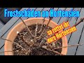 Hortensien Frostschaden im Frühjahr - Erfrorene Hortensien retten