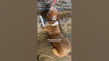 Dog Sees Tiny Lamb Crying And Decides To Adopt Her | The Dodo
