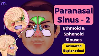 Paranasal Sinuses | Ethmoidal | Sphenoidal | Clinical Significance | Anatomy | Animated Explanation