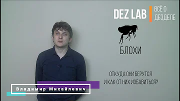 Завелись блохи.  Что делать?