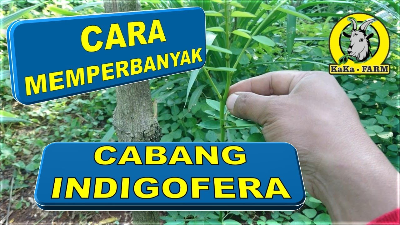 CARA MEMPERBANYAK CABANG INDIGOFERA | HIJAUAN PAKAN TERNAK (HPT