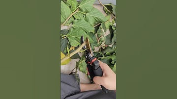 Kéo cắt tỉa cành sắc bén và an toàn #coemthovuon #diy #funny #tips #youtubeshopping