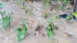 Don’t me frogs! Frog want to bite their boss