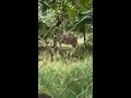 A trip to see the escaped Lion at Kano zoological garden