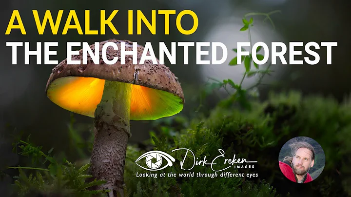 Let's take  a walk into the enchanted forest - Mushroom Light Painting Photography