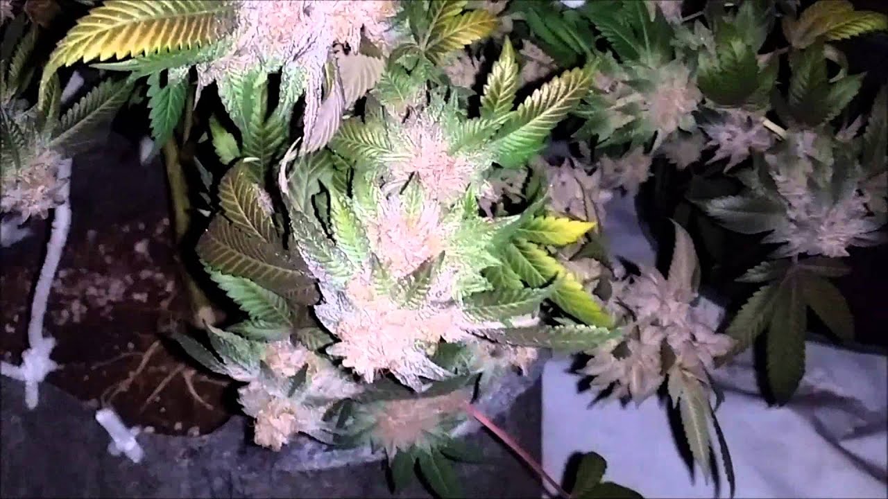 Day before Harvest!!