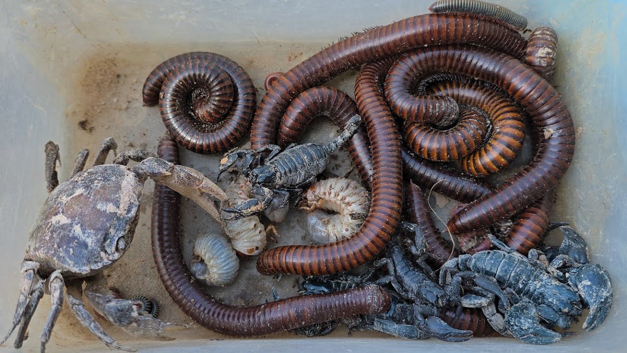 Flipped Items To Catch Poisonous Insects Scorpions, Beetle Larva, Giant ...