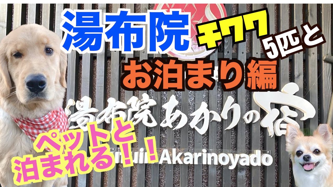 【湯布院後編】チワワ５匹と泊まる湯布院あかりの宿の看板犬が可愛すぎる♪