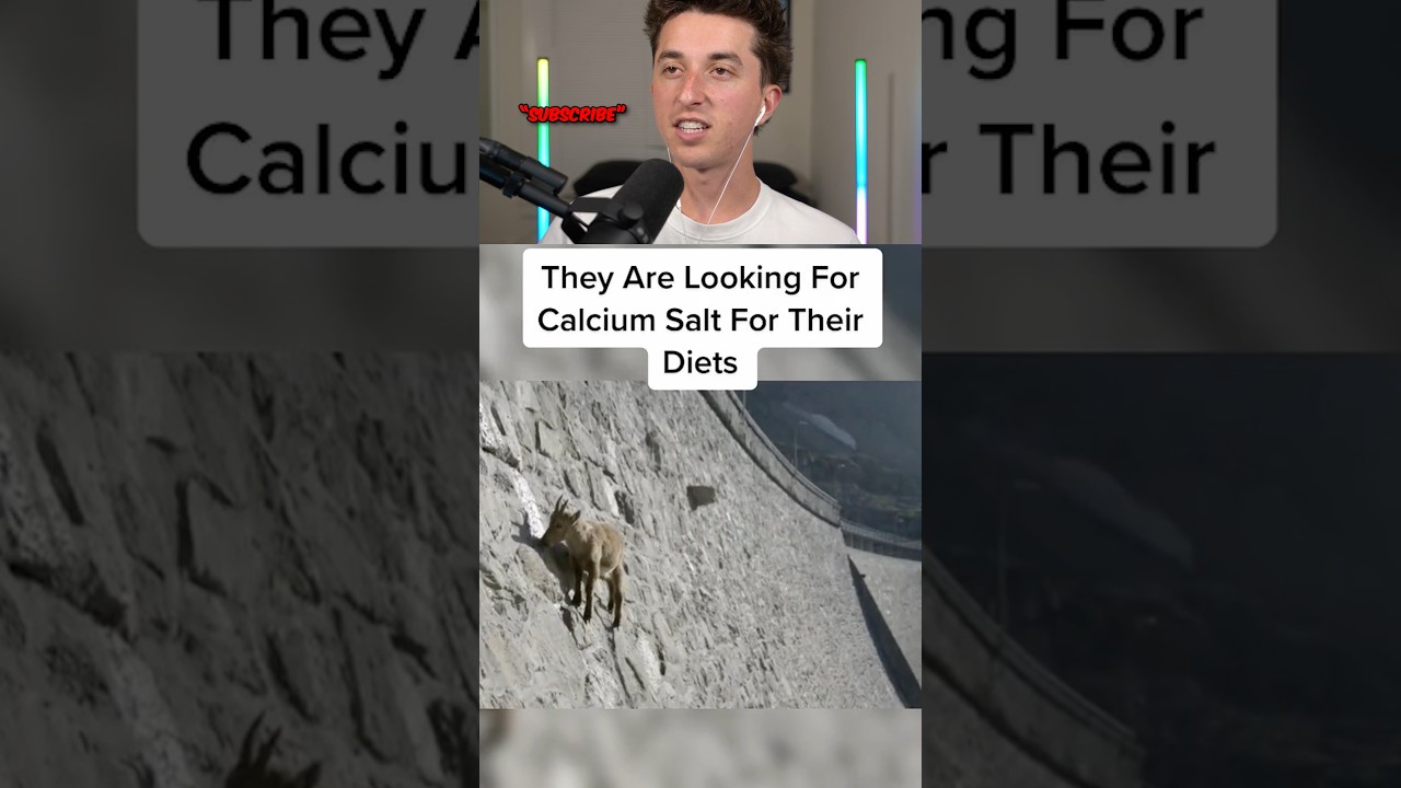 animals no gravity 🤯😱