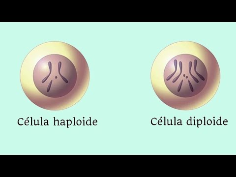 Video: ¿Cuál es el número de cromosomas de las células vegetales de guisantes haploides?