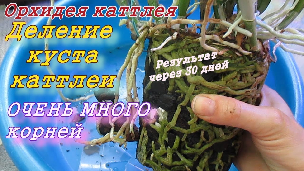 Орхидея каттлея. Деление и пересадка куста каттлеи. Много корней ...