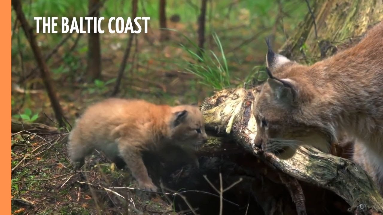 The Baltic coast | Full Documentary