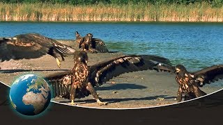 The Baltic Coast   Documentary