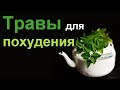 Лучшие травы для похудения сжигающие жир…