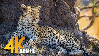 4K Wildlife in Africa - Leopards & Cheetahs - Big Cats of Africa 3,5 HOUR Video screenshot 2