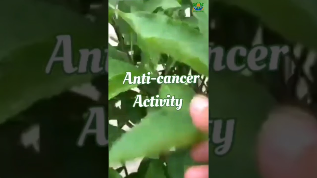 Amazing health benefits of Gudmar Plant...