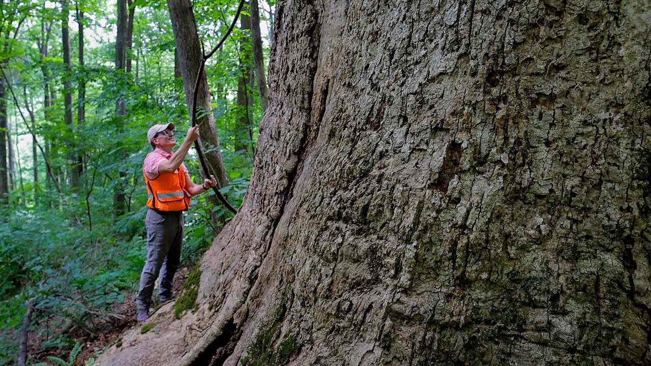 Tracking the biggest trees in Virginia YouTube