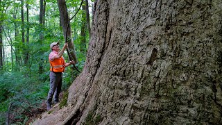 Tracking The Biggest Trees In Virginia