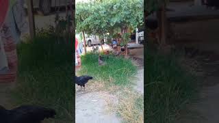 Dilberay Tavukları Pişirmişem