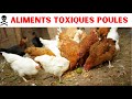 Alimentation poules : Aliments toxiques et déconseillés pour les volailles