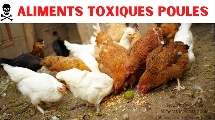 Pourquoi ma poule a le nez qui coule ? - Dakar Animaux