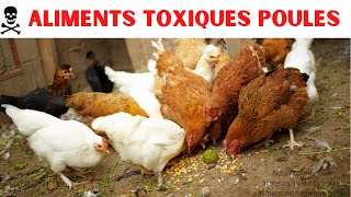 Alimentation poules : Aliments toxiques et déconseillés pour les volailles