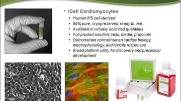 Using Human Stem Cell-derived Cardiomyocytes to Investigate In Vitro Human Cardiomyocyte Biology