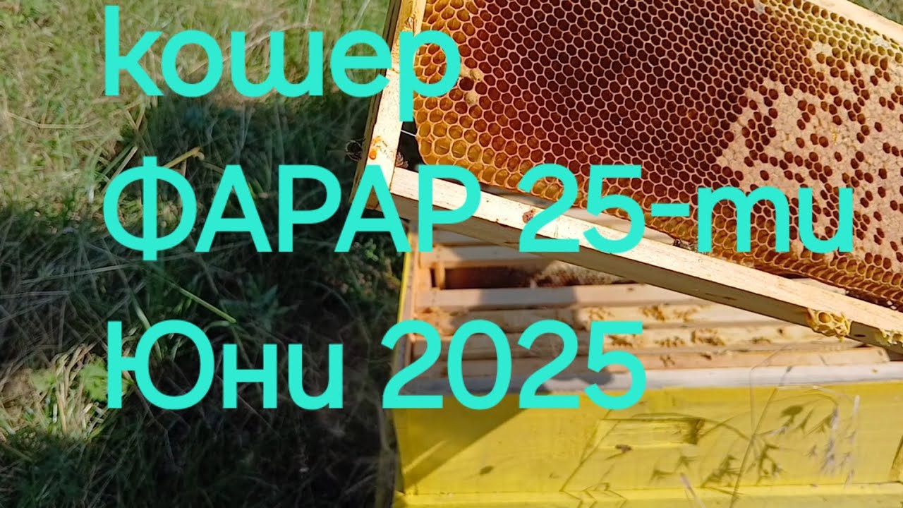 Кошер ФАРАР 25-ти Юни 2025 пчели