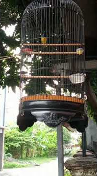 SOGON GACOR TEMBAKAN BREN CIGUN 2022 COCOK BUAT MASTERAN