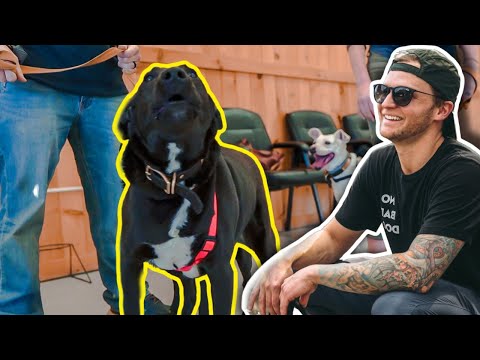 Video: Spørg en hund træner - hvorfor vil ikke min hund høre mig på en ny placering?