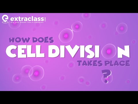 How does Cell division Takes place | Biology | Extraclass.com