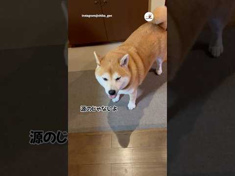 チキンがあると確信した源くん｜PECO #柴犬 #赤柴 #茶柴 #柴犬のいる暮らし #柴犬大好き #shiba #shibainu #shibainulife #shibainulove