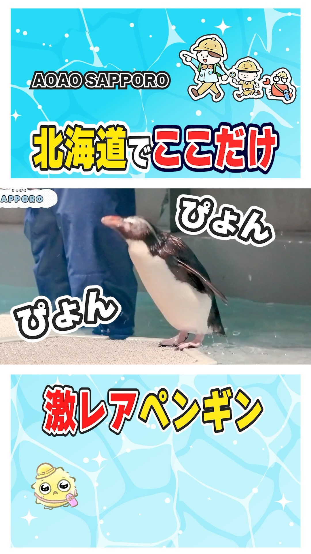水族館で買ったペンギン The only place in Hokkaido!? Meet super rare penguins at this