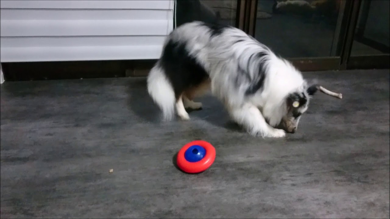 シェルティブルーマール パピー Kong Gyro Interactive Dog Puppy Treat Dispensing Roll