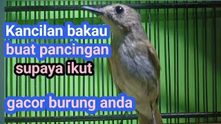 Burung Kancilan Bakau Buat Pemikat Burung lain supaya ikut gacor